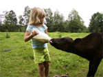 Girl Feeds Calf with a Bottle