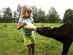 Girl Feeds Calf with a Bottle Girl Feeds Calf with a Bottle